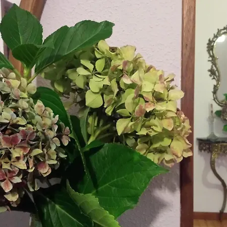 Casa Da Curuxeira Dom wakacyjny *